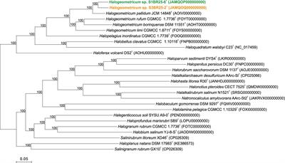 Unveiling the genomic landscape and adaptive mechanisms of the haloarchaeal genus Halogeometricum: spotlight on thiamine biosynthesis